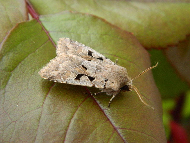 Orthosia (Semiophora) gothica - Noctuidae